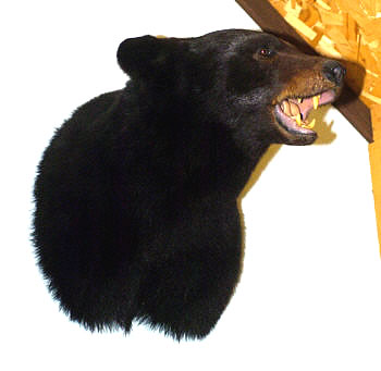 black Bear head